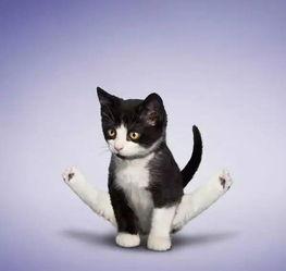 小猫吃瓜尔胶会死吗视频,揭秘其致命风险