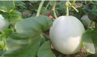 白兰瓜怎么切方便吃的视频,轻松美味，一学就会  第2张