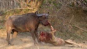 水牛吃茄瓜吗会死吗视频,水牛食用茄瓜致命真相揭秘 第2张 水牛吃茄瓜吗会死吗视频,水牛食用茄瓜致命真相揭秘 第2张