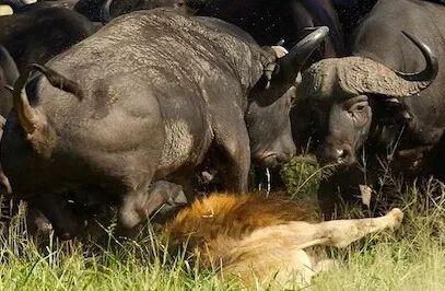 水牛吃茄瓜吗会死吗视频,水牛食用茄瓜致命真相揭秘 第3张 水牛吃茄瓜吗会死吗视频,水牛食用茄瓜致命真相揭秘 第3张