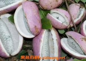 茉莉吃八月瓜面好吃吗视频,美味佳肴，口感独特，快来尝鲜！