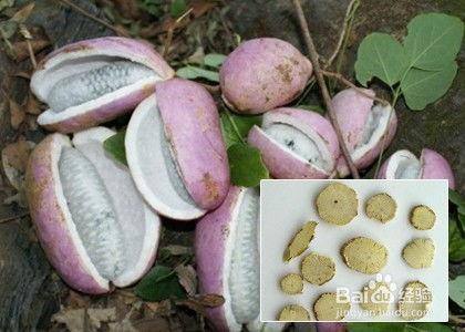 茉莉吃八月瓜面好吃吗视频,美味佳肴，口感独特，快来尝鲜！  第2张