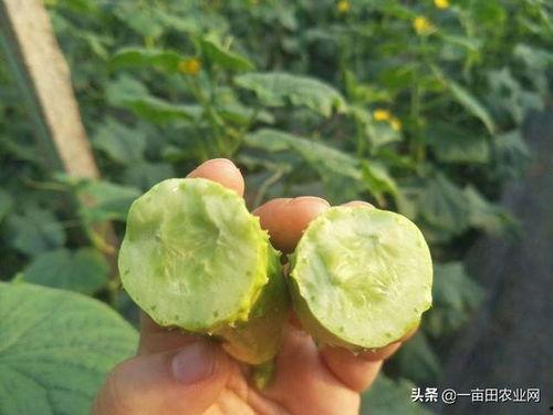 白玉瓜老了咋吃啊视频讲解,视频揭秘 第2张 白玉瓜老了咋吃啊视频讲解,视频揭秘 第2张