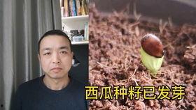 小情侣看的吃瓜视频大全,小情侣共赏吃瓜视频大全  第3张