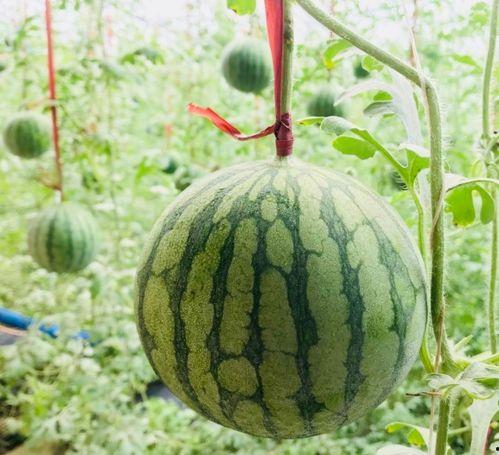 抚州吃瓜事情真相视频,揭秘真相背后的惊人内幕