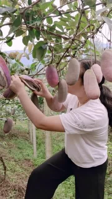 小时候吃八月瓜视频,八月瓜的甜蜜时光  第2张