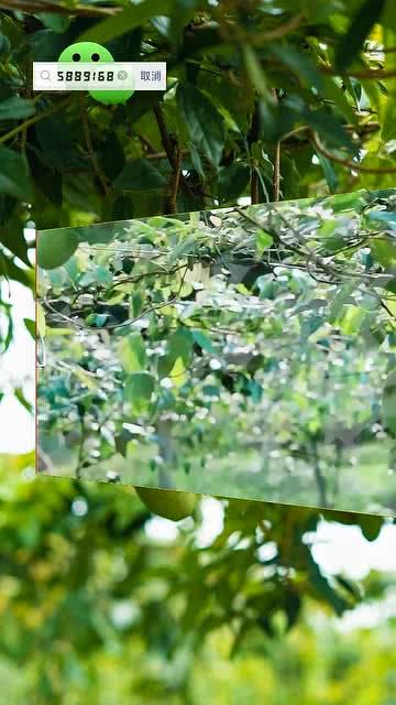 小时候吃八月瓜视频,八月瓜的甜蜜时光  第3张