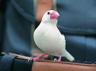 八卦吃瓜小白鸟的原视频,揭秘娱乐圈幕后故事  第1张