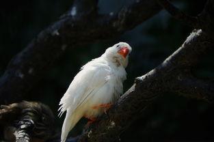 八卦吃瓜小白鸟的原视频,揭秘娱乐圈幕后故事  第2张