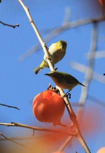 八卦吃瓜小白鸟的原视频,揭秘娱乐圈幕后故事  第3张