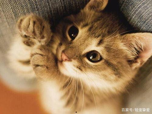 小猫可以吃蜜瓜嘛视频在线观看,萌宠美食大揭秘 第3张 小猫可以吃蜜瓜嘛视频在线观看,萌宠美食大揭秘 第3张