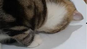 胖猫理智吃瓜视频,胖猫带你揭秘娱乐圈真相