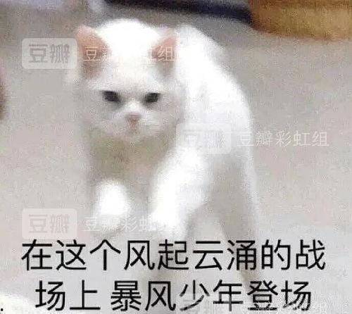 胖猫理智吃瓜视频,胖猫带你揭秘娱乐圈真相  第3张