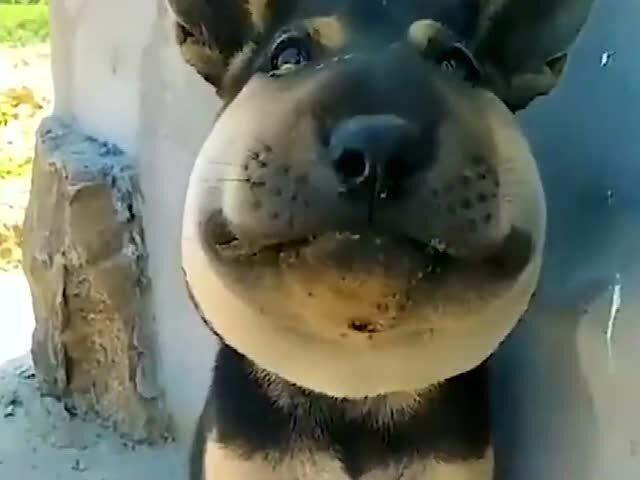 狗子吃瓜新闻视频,笑料百出！揭秘萌宠界的“娱乐圈”  第3张