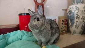 水瓜可以给兔子吃吗视频,水瓜适宜兔子的营养与食用指南 第2张 水瓜可以给兔子吃吗视频,水瓜适宜兔子的营养与食用指南 第2张