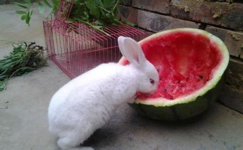 水瓜可以给兔子吃吗视频,水瓜适宜兔子的营养与食用指南 第3张 水瓜可以给兔子吃吗视频,水瓜适宜兔子的营养与食用指南 第3张