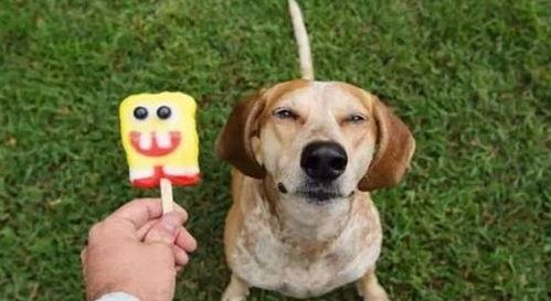 宠物吃贝贝瓜好吗视频,揭秘贝贝瓜对宠物的益处与食用建议 第3张 宠物吃贝贝瓜好吗视频,揭秘贝贝瓜对宠物的益处与食用建议 第3张