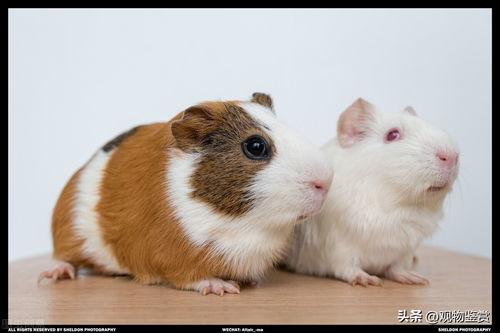 荷兰猪吃洋瓜好吗视频教程,营养美味两不误 第3张 荷兰猪吃洋瓜好吗视频教程,营养美味两不误 第3张