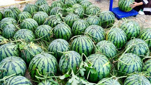 这个世界真实的吃瓜视频,一场视觉与味蕾的双重盛宴  第3张