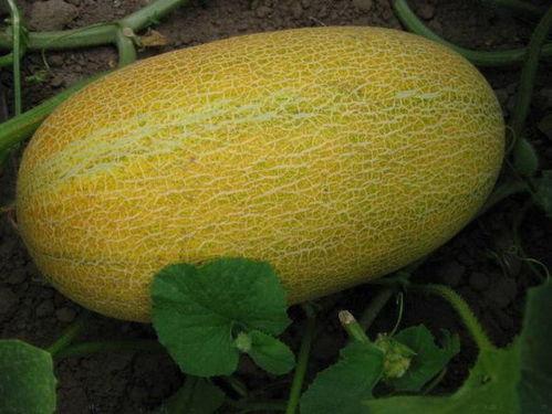 入夏吃哈密瓜好吗视频,哈密瓜的入夏美味之旅 第2张 入夏吃哈密瓜好吗视频,哈密瓜的入夏美味之旅 第2张