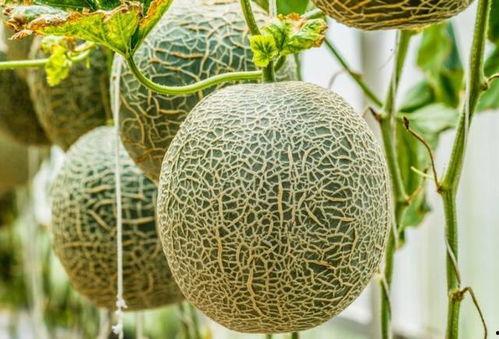 入夏吃哈密瓜好吗视频,哈密瓜的入夏美味之旅 第3张 入夏吃哈密瓜好吗视频,哈密瓜的入夏美味之旅 第3张