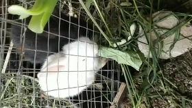 表白视频吃瓜,甜蜜瞬间！表白视频里的甜蜜瓜料大揭秘  第2张