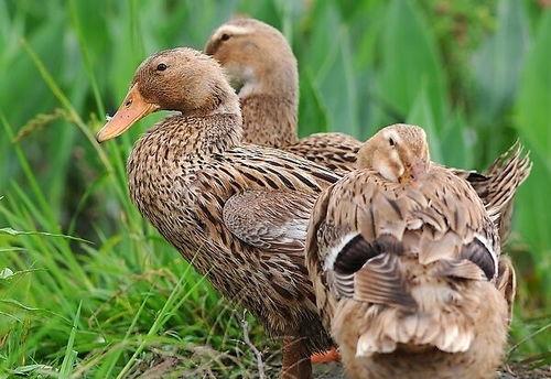 柯尔鸭吃瓜泥会死吗视频,柯尔鸭误食瓜泥致命风险揭秘 第2张 柯尔鸭吃瓜泥会死吗视频,柯尔鸭误食瓜泥致命风险揭秘 第2张