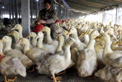 柯尔鸭吃瓜泥会死吗视频,柯尔鸭误食瓜泥致命风险揭秘 第3张 柯尔鸭吃瓜泥会死吗视频,柯尔鸭误食瓜泥致命风险揭秘 第3张