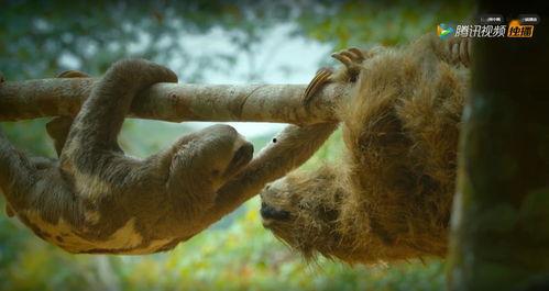 偷拍神兽吃瓜视频大全