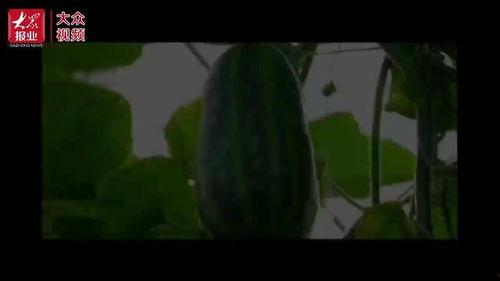 吃瓜群众走过来的视频大全,吃瓜群众视角下的热门视频大盘点  第2张