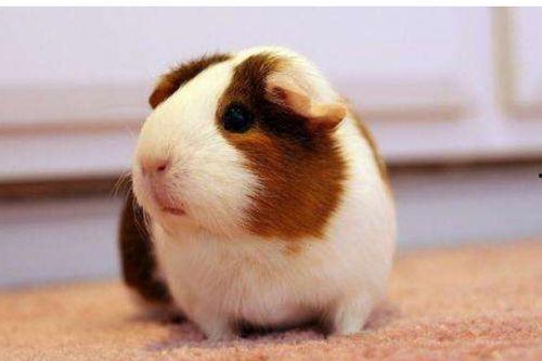 豚鼠吃瓜叶吗会死吗视频,揭秘生死之谜 第2张 豚鼠吃瓜叶吗会死吗视频,揭秘生死之谜 第2张