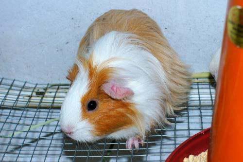 豚鼠吃瓜叶吗会死吗视频,揭秘生死之谜 第3张 豚鼠吃瓜叶吗会死吗视频,揭秘生死之谜 第3张