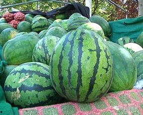 吃瓜怎么求原视频,揭秘“吃瓜”背后的原视频真相  第2张