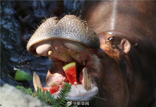 带你吃瓜奇葩动物视频,带你领略带你吃瓜视频中的奇葩生物风采 第2张 带你吃瓜奇葩动物视频,带你领略带你吃瓜视频中的奇葩生物风采 第2张