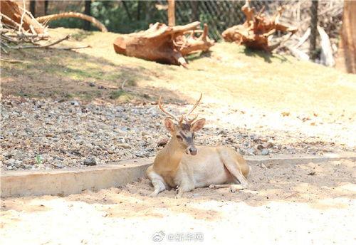 带你吃瓜奇葩动物视频,带你领略带你吃瓜视频中的奇葩生物风采 第3张 带你吃瓜奇葩动物视频,带你领略带你吃瓜视频中的奇葩生物风采 第3张