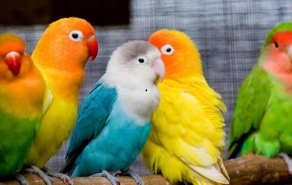 鹦鹉可以吃苏瓜吗视频,苏瓜成为新宠