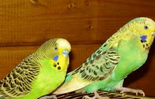 鹦鹉可以吃苏瓜吗视频,苏瓜成为新宠  第2张