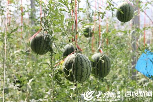 丽水网红吃瓜事件视频,一场网络狂欢背后的真相揭秘 第2张 丽水网红吃瓜事件视频,一场网络狂欢背后的真相揭秘 第2张