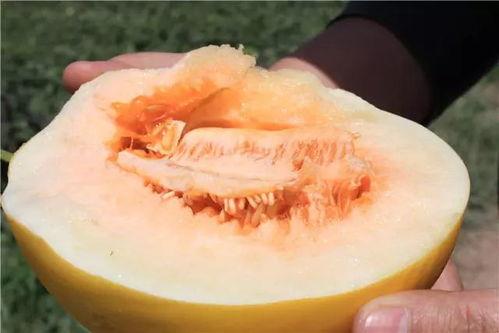 脆甜多汁蜜瓜怎么吃视频,脆甜多汁蜜瓜的多样美味吃法揭秘  第2张