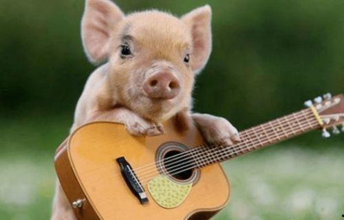 猪吃瓜的配音视频大全 第3张 猪吃瓜的配音视频大全 第3张