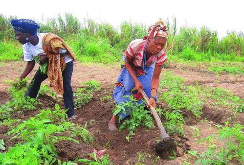 种地吃瓜视频大全,种地吃瓜视频大全集锦 第3张 种地吃瓜视频大全,种地吃瓜视频大全集锦 第3张
