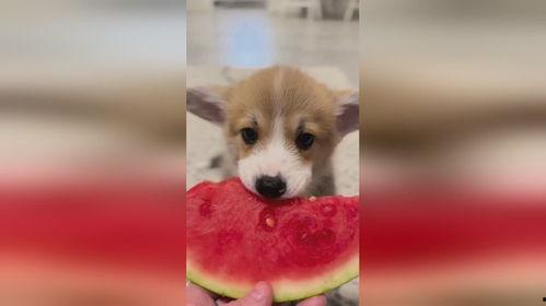 小狗吃瓜单视频,小狗的欢乐吃瓜时光