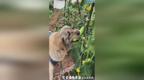 小狗吃瓜单视频,小狗的欢乐吃瓜时光 第2张 小狗吃瓜单视频,小狗的欢乐吃瓜时光 第2张