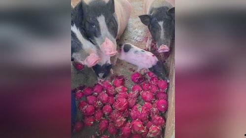 喂猪吃瓜的视频下载,喂猪吃瓜视频走红网络，趣味横生引网友热议