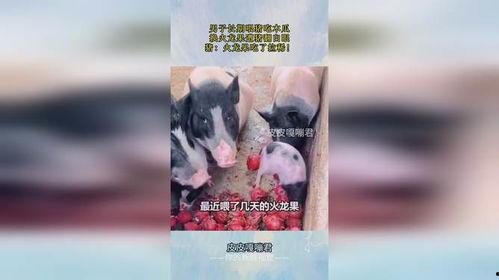 喂猪吃瓜的视频下载,喂猪吃瓜视频走红网络,趣味横生引网友热议 第2张 喂猪吃瓜的视频下载,喂猪吃瓜视频走红网络,趣味横生引网友热议 第2张