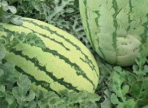 大家吃瓜的样子视频,一场视觉盛宴的“瓜”界狂欢 第3张 大家吃瓜的样子视频,一场视觉盛宴的“瓜”界狂欢 第3张