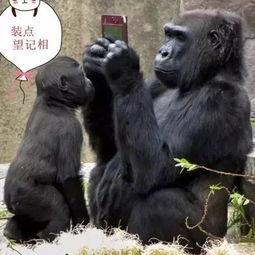 吃哈密瓜模仿猩猩视频,模仿猩猩视频引发网友热议 第3张 吃哈密瓜模仿猩猩视频,模仿猩猩视频引发网友热议 第3张